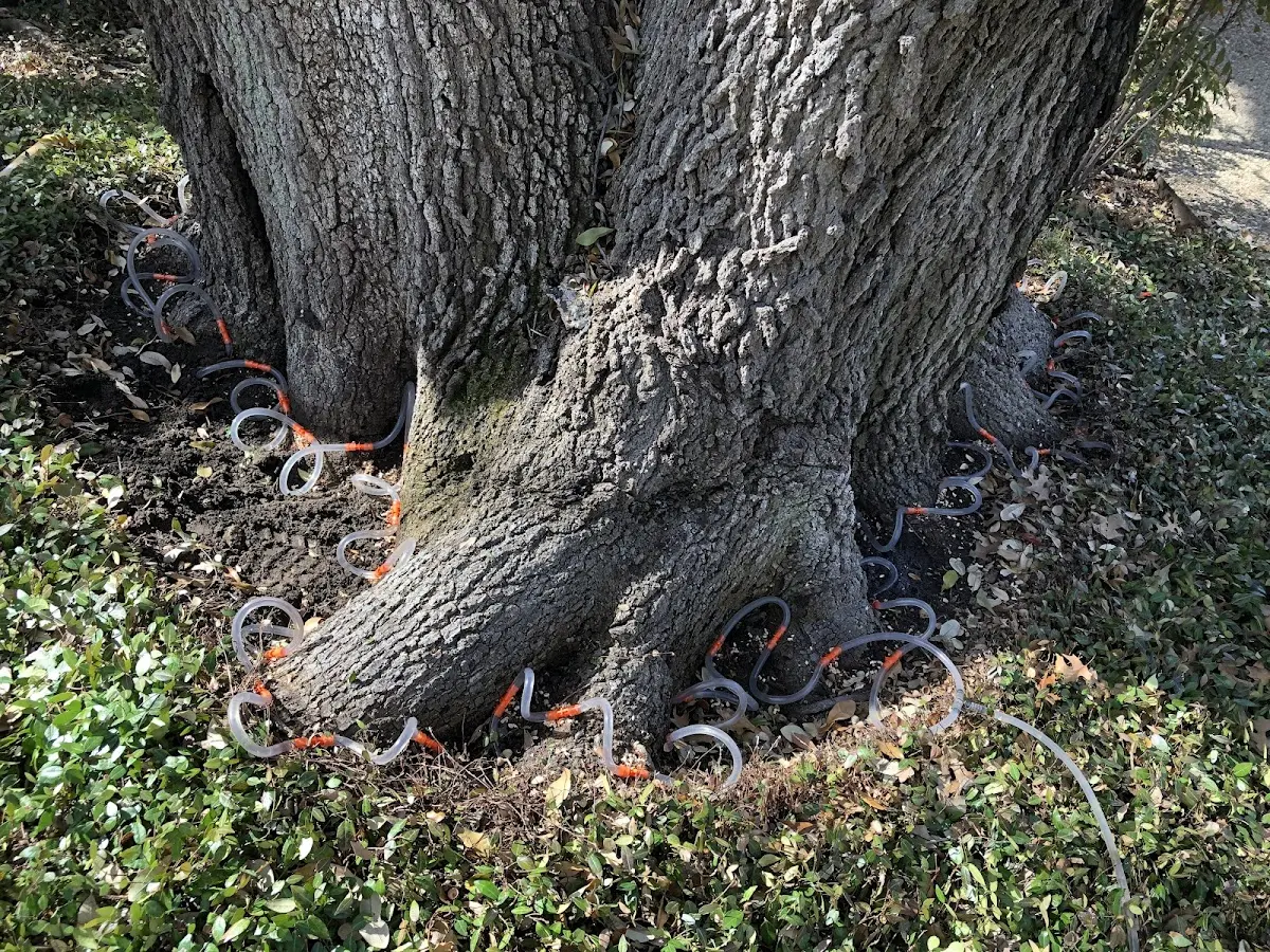 Detailed Tree Cabling and Bracing job site in Lacona