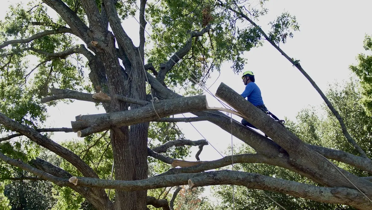 Professional Crown Thinning performed by certified arborists in Lacona