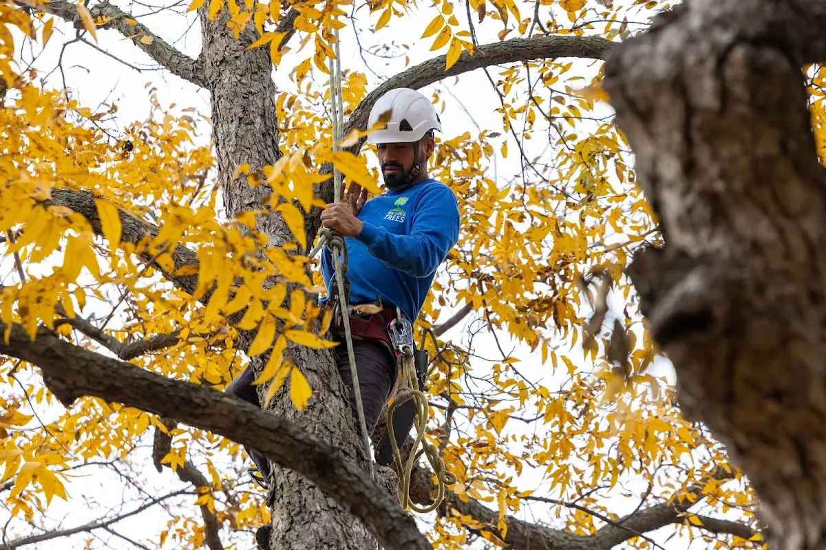 Skilled Tree Pruning crew working in Lacona
