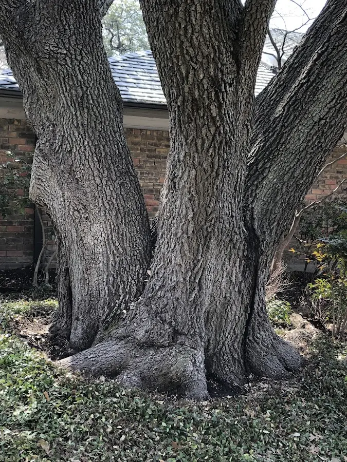 Mature heritage tree close to a Lacona property cared for by certified arborists